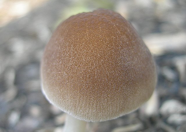 Pluteus  depauperatus     Romagnesi